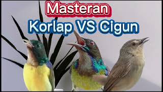 Download lagu Kolibri Kelapa VS Ciblek Gunung (full masteran) mp3 Download lagu Kolibri Kelapa VS Ciblek Gunung (full masteran) mp3