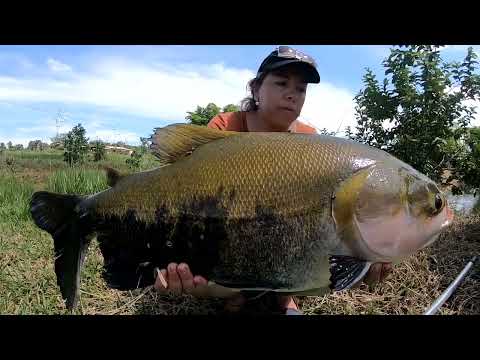O Legítimo Tambaqui Amazônico no pão de superfície - Só Cacetada