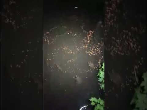 #HutricaneFrancine #houma #viralvideo