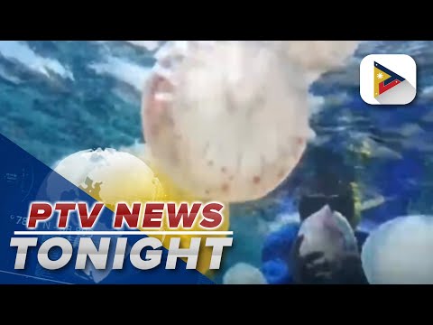 Massive jellyfish swarms hit Venezuelan fishermen