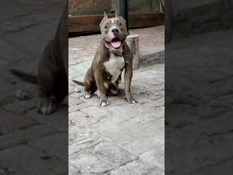 American dogs || shanno(ਛੰਨੋ) || dog lovers video 2021||