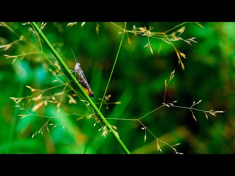 Forest grasses gently rustle in the wind. Sounds of forest nature at sunset, birds sing, grasshopper