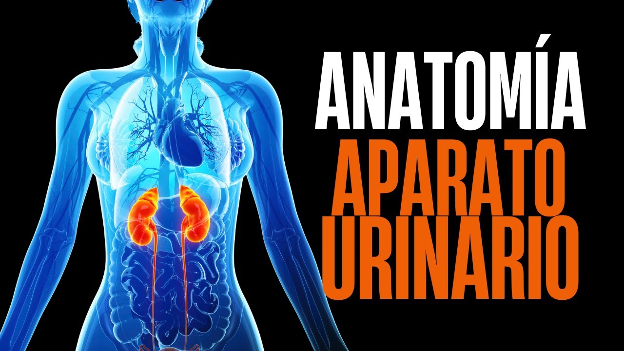 Anatomía del aparato urinario