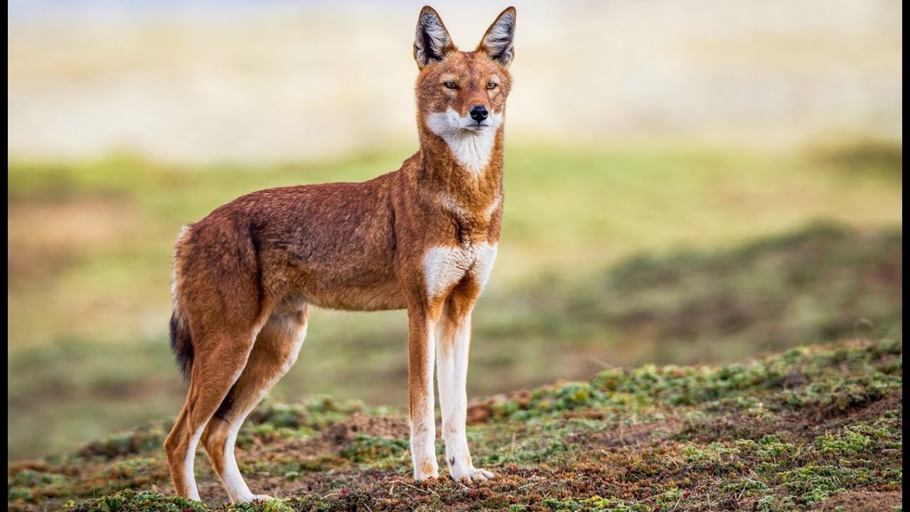 Loup d'Abyssinie VS rat-taupe géant - ZAPPING SAUVAGE