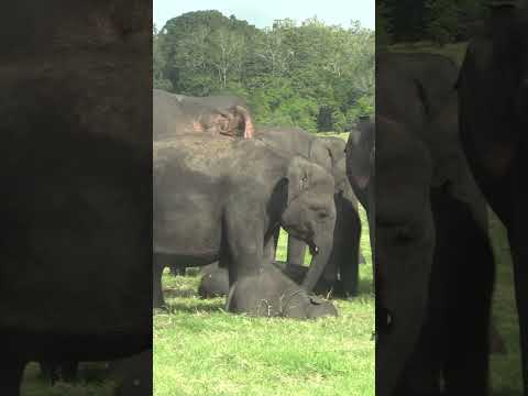 Baby elephants are playing | Elephant | Baby elephant | Animals | Wildlife | Nature #elephant