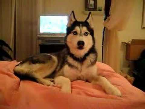 Husky Dog Talking - " I love you "