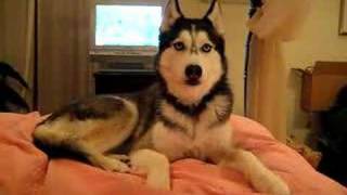 Husky Dog Talking - &quot; I love you &quot;