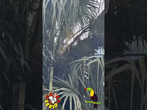 JUQUITIBA A CIDADE QUE DEU CERTO. SR TUCANO VISITA A RODOPIADA