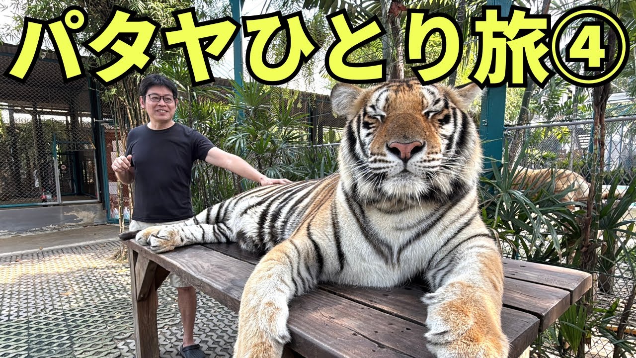 【パタヤひとり旅④】虎の金玉さわったことある？ボクある、、、