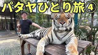 【パタヤひとり旅④】虎の金玉さわったことある?ボクある、、、