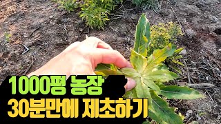1,000평 농장 30분만에 제초하기 | 나무대장