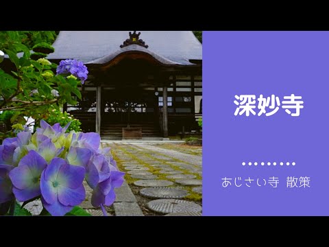 【いなのいろ＃３】あじさい寺散策（伊那市 深妙寺）