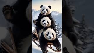 The pandas are playing sledding today 🐼🐼🐼 #panda #babypanda #animal #shorts #adorable #funnypets
