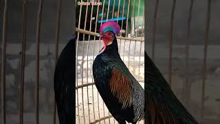 Download lagu Ayam hutan vs ayam kampung #hunting #nature #airgun #camplife #shortvideo #indo #airsoft #ayamhutan mp3 Download lagu Ayam hutan vs ayam kampung #hunting #nature #airgun #camplife #shortvideo #indo #airsoft #ayamhutan mp3