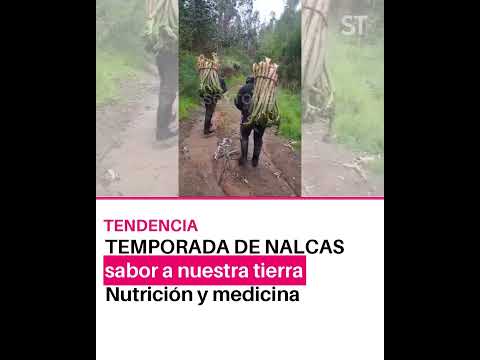 El "Oro Verde" que limpia tu cuerpo en minutos 🌿 (La Nalca)