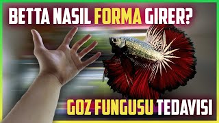 Akvaryum Tabanı | Beta Balığı Kondisyon Kazandırma | Göz Fungusu Tedav