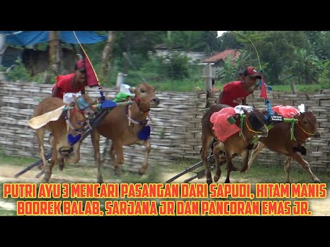 Tren Lap Asemanis, Putri Ayu 3 Mencari Pasangan Dari Sapudi, Hitam Manis, Sarjana jr, pancoran Emas.