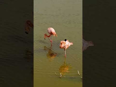 Flamingos Galapagos at Isabela Island Galapagos Islands Ecuador 🇪🇨 Feb 2024