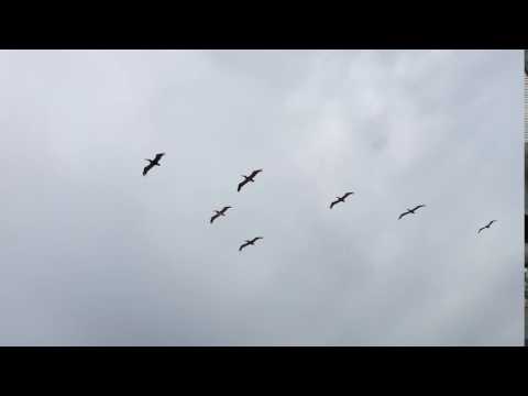 Pelican flyover