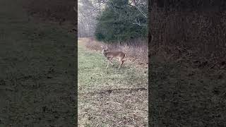CRAZED BLIND BUCK WALKING IN CIRCLES | POSSIBLE CWD CASE | VIRAL FACEBOOK VIDEO #shorts