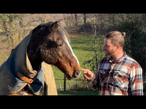 Golden Years- Telling the Tales of Our Retired Horses! 🐴