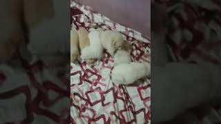 Spitz Puppies Videos