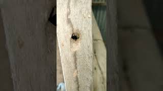 Download lagu SCARY!!!! animals in wood #shorts #beetles mp3