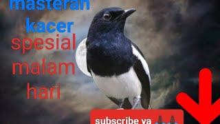 Download lagu masteran kacer gacor_ spesial malam hari... mp3