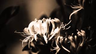 My Photography Enhanced with Adobe Photoshop Elements 11 (HD with Music)