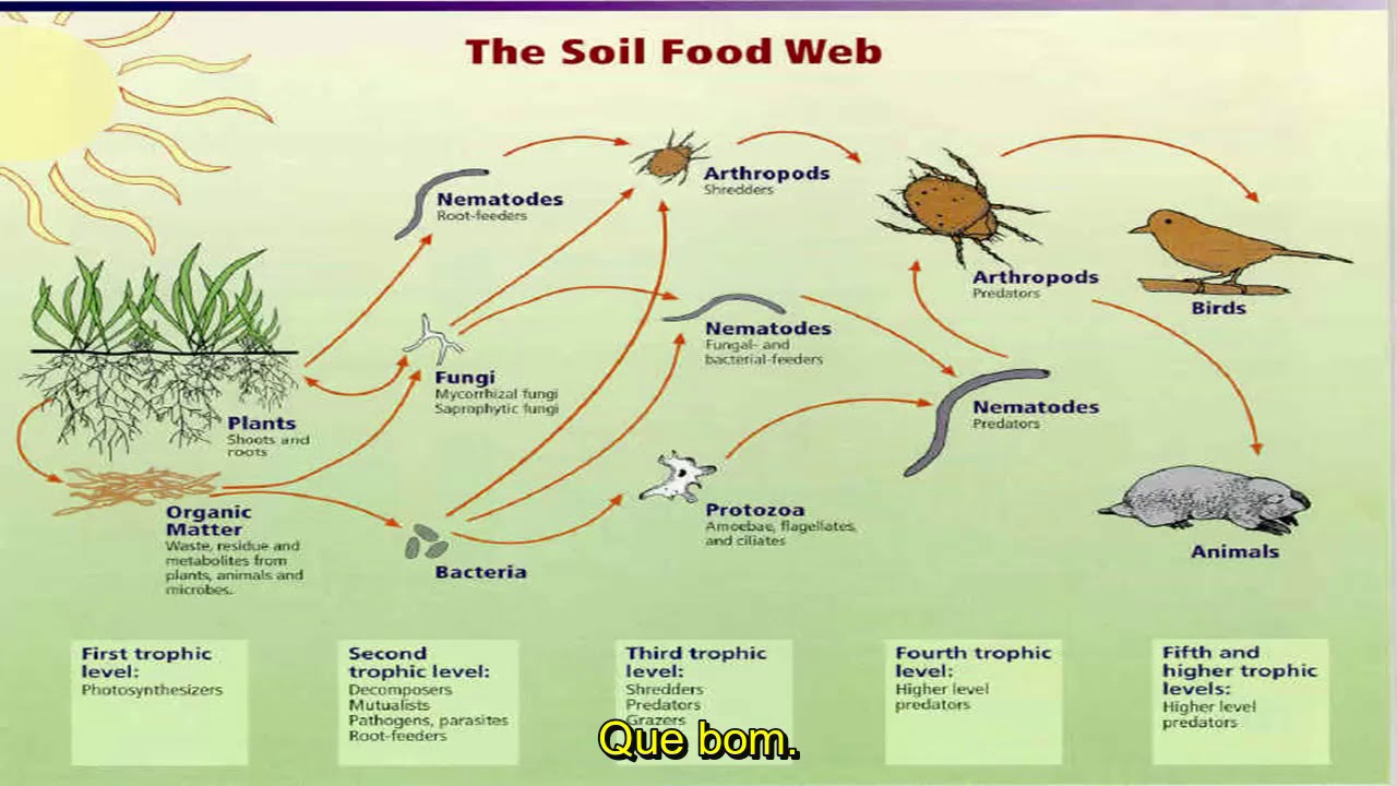 A rede de microvida no solo - Elaine Ingham (Soil FoodWeb Inc)