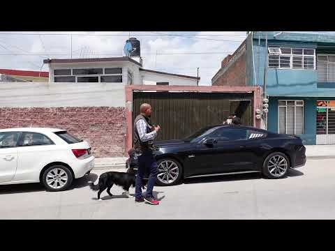 COMO LOGRAR QUE MI PERRO CAMINE A MI LADO SIN CORREA.