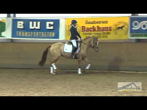 Kollektionsnummer 18 | Der Checker -- 4j. Wallach v. Danny Gold T / Golden Dancer