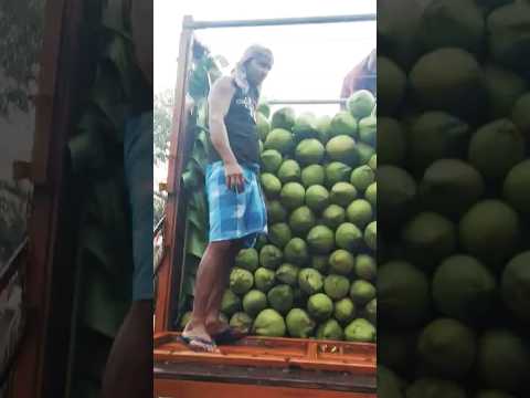 Solid Whole Fresh Green Coconut Exporters, Packaging Size: Truck Loading, Coconut Size: Large