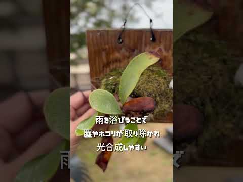 雨水は安全に飲めますか?新しい研究で明確な結論が出た