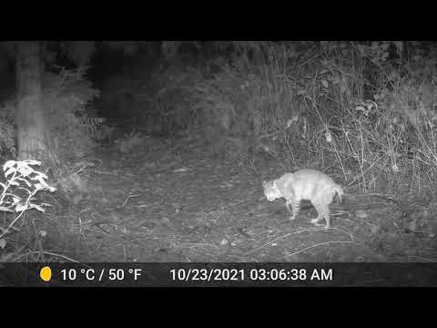 Bobcat Defecating on Trail Video