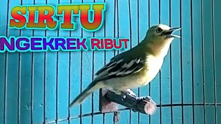 Download lagu SIRTU / CIPOW NGEKREK RIBUT Cocok Untuk Pancingan mp3