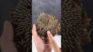 Download lagu Can't use words anymore #sunflower #sunflower #sunflowerseed #sunflower mp3