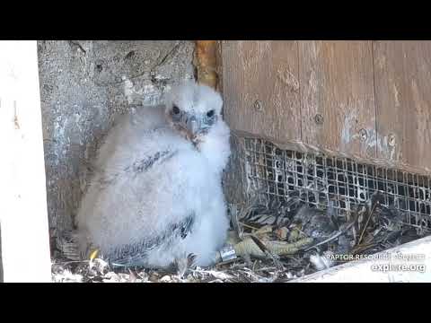 Great Spirit Bluff Falcons cam. Look at my pinfeathers! - explore 06-22-2021