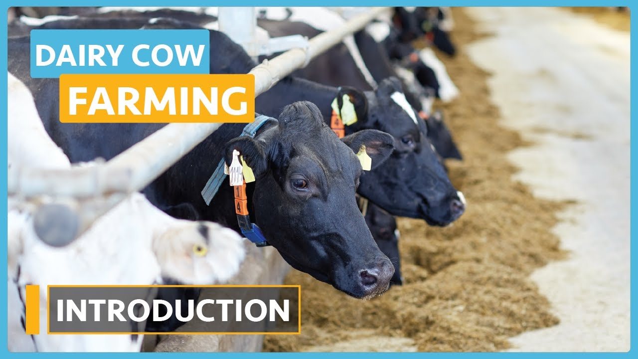 Dairy Cow Farming Course