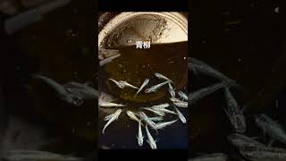 青柳めだか#癒し #可愛い #アクアリウム