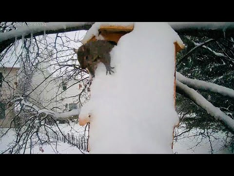 Белки сорвали джекпот, когда нашли этот дом