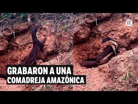 En Bolivia, grabaron primer video de una comadreja amazónica, una de las más raras | El Espectador