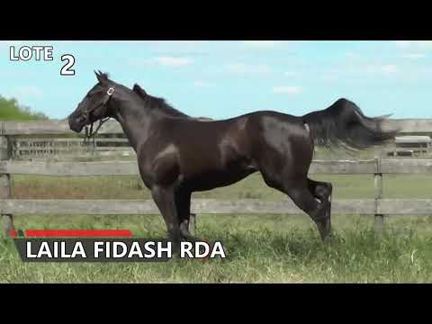 02   LAILA FIDASH RDA   GRAN REMATE 2018   RINCON DEL AGUARA   LOS MONTEROS