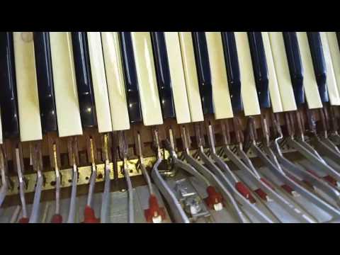 Novas políticas da oficina danker de acordeon.