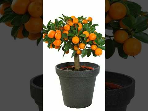 Unique and quick way to grow orange from seed at home🍊🍊🍊#howtogrowwintervegetables ##
