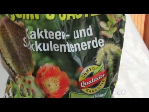 Zimmerpflanzen - Geldbaum vermehren.