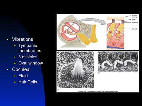 Chapter 14   Inner Ear