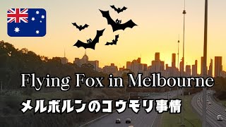 きっと見たことあるはず!? メルボルンの夕暮れ時 飛んでるのはコウモリです