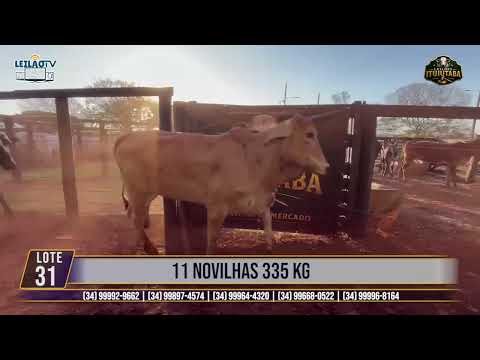 LOTE 31   11 NOVILHAS 335 KG🔥 AO VIVO: LEILÕES ITUIUTABA 23/07/2026 - PARQUE DE EXPOSIÇÕES JK