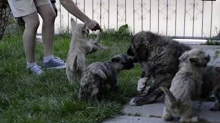 Video preview image #2 Cairn Terrier Puppy For Sale in Zarnesti, Brasov, Romainia